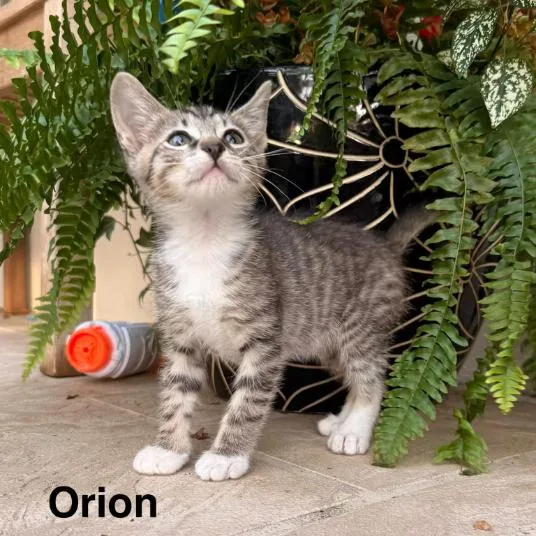 A baby small-sized male Gray / Blue / Silver Domestic Short Hair cat named Orion for adoption in New Port Richey, FL