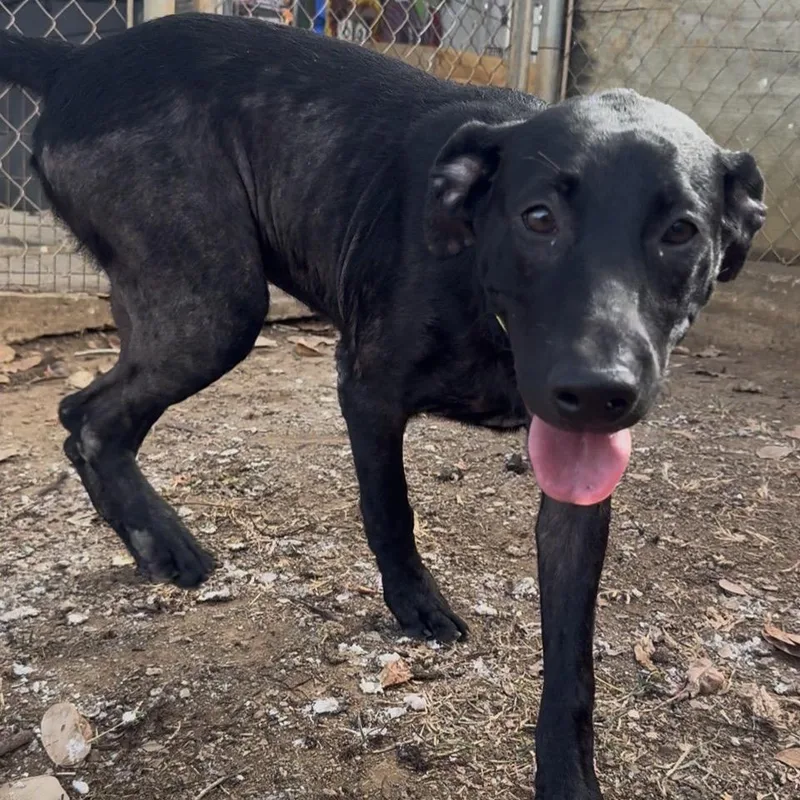A young medium-sized female Black Labrador Retriever dog named Maggie for adoption in Vieques, PR