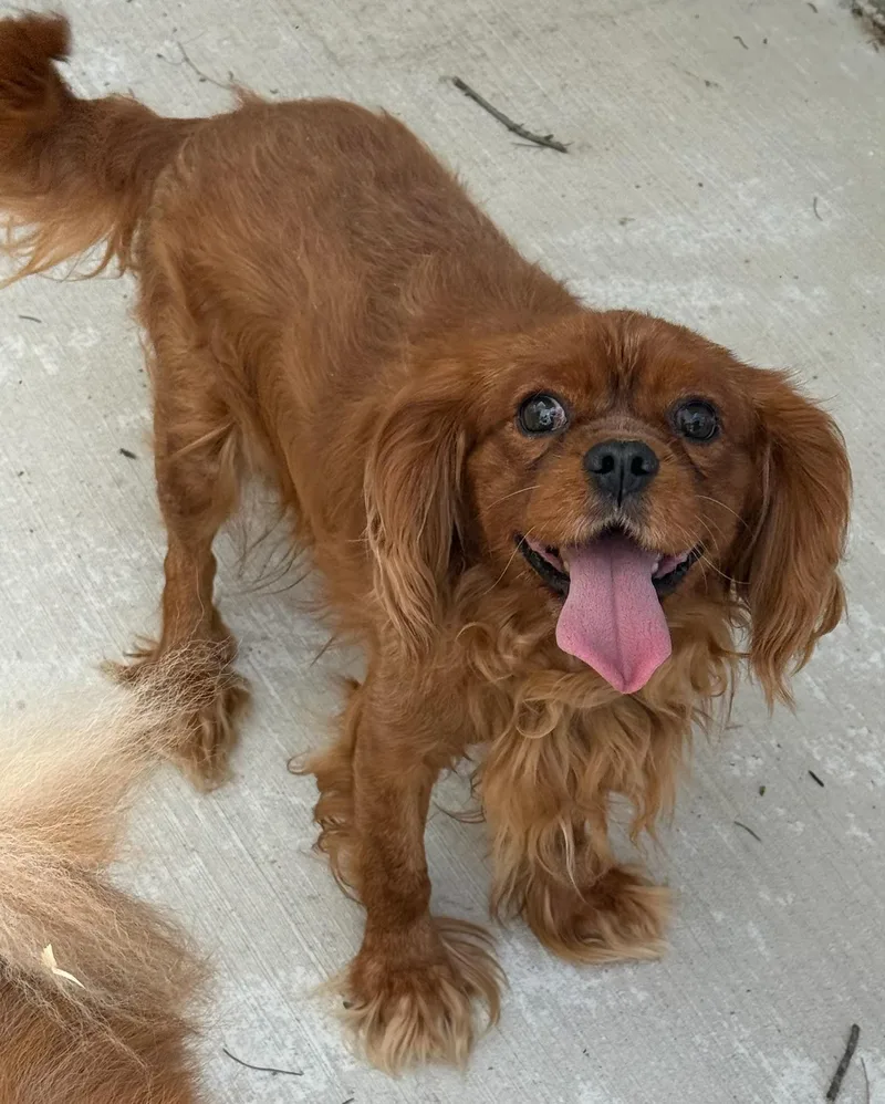 An adult small-sized male Red / Chestnut / Orange Cavalier King Charles Spaniel dog named Warrior for adoption in North Freedom, WI