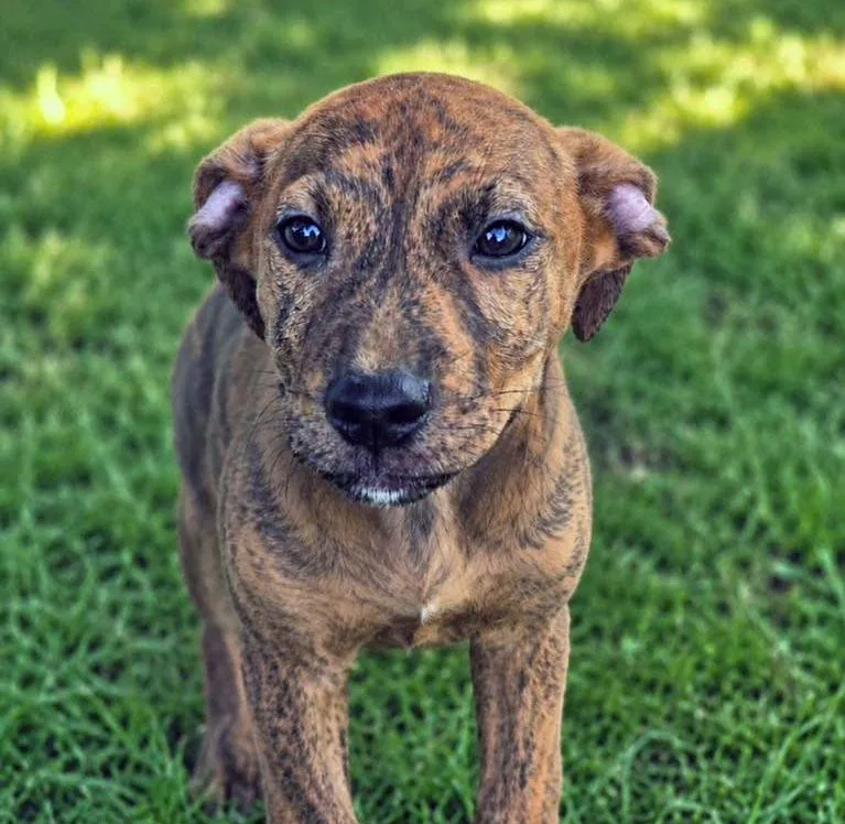 A baby medium-sized male Brindle Boxer dog named Acorn for adoption in Kansas City, KS