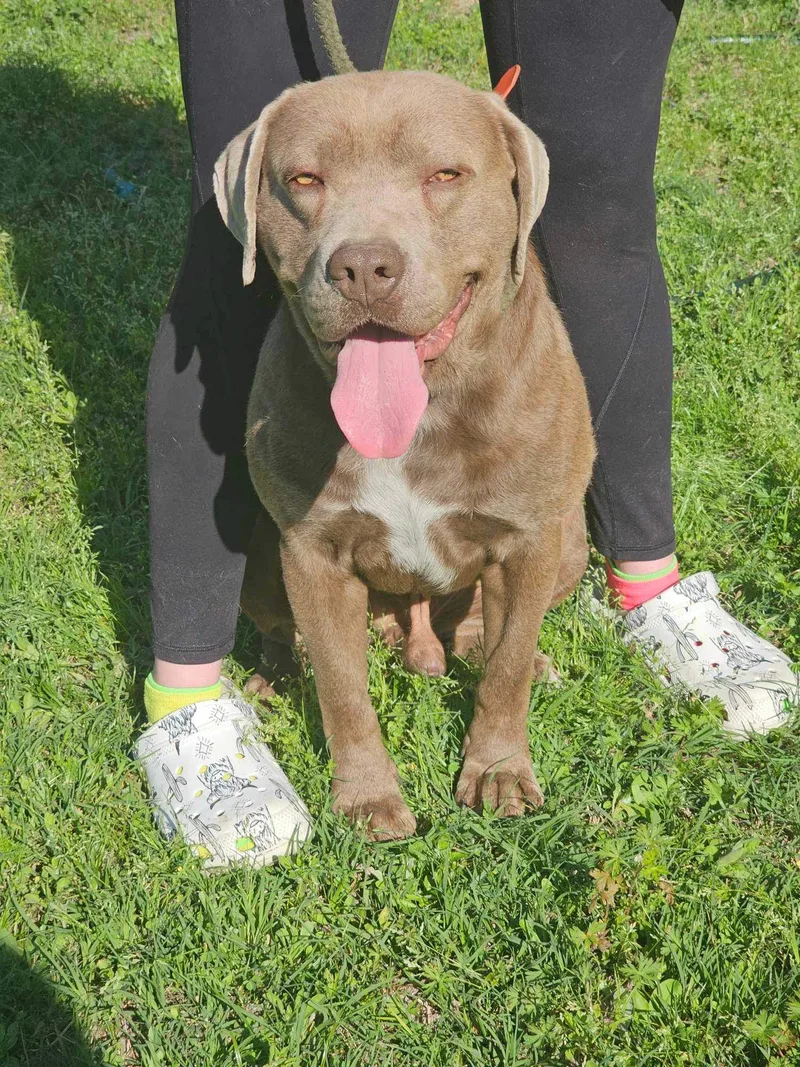 An adult medium-sized male Brown / Chocolate Pit Bull Terrier dog named Beau M for adoption in kingsland, GA