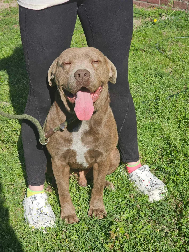 An adult medium-sized male Black Mixed Breed dog named Beauregard for adoption in kingsland, GA