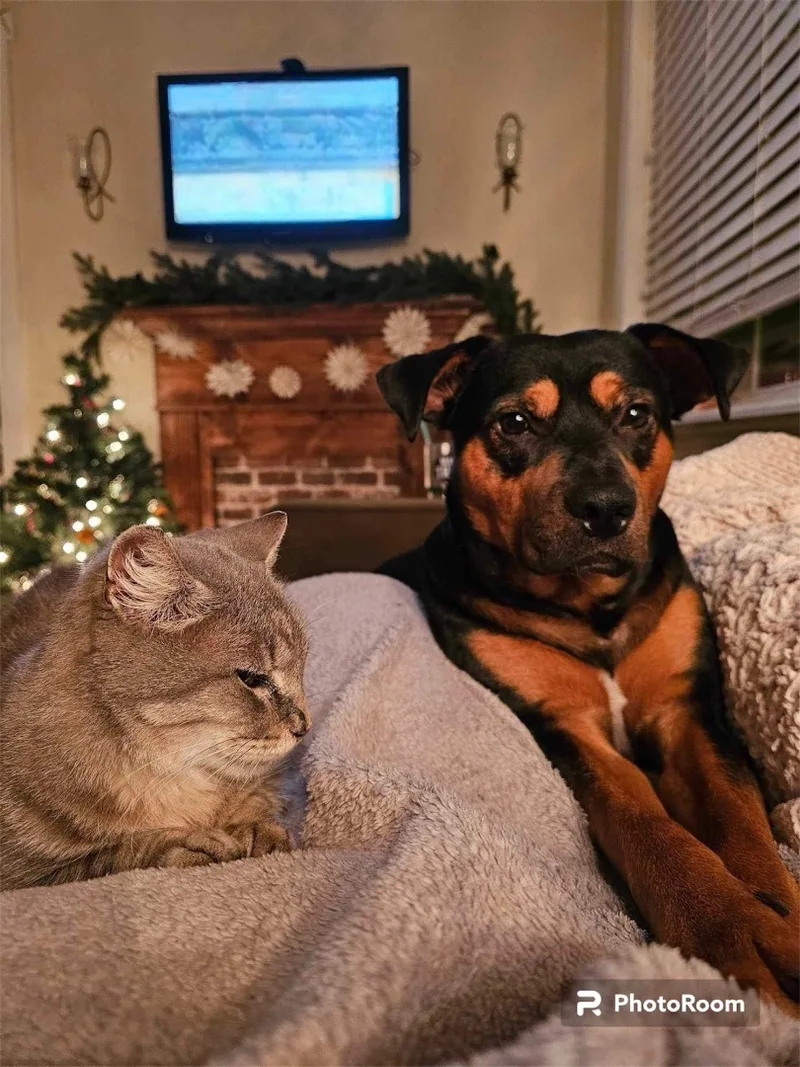 Beauregard thumbnail 3