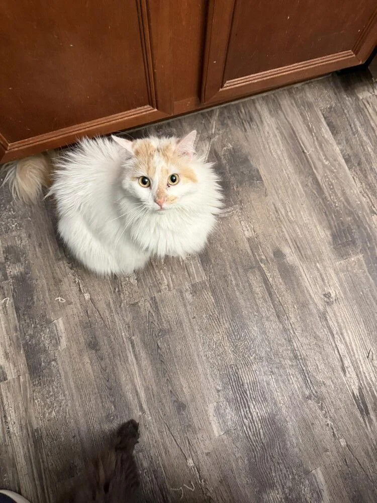An adult large-sized female White Domestic Short Hair cat named Audrey for adoption in O'Fallon, MO