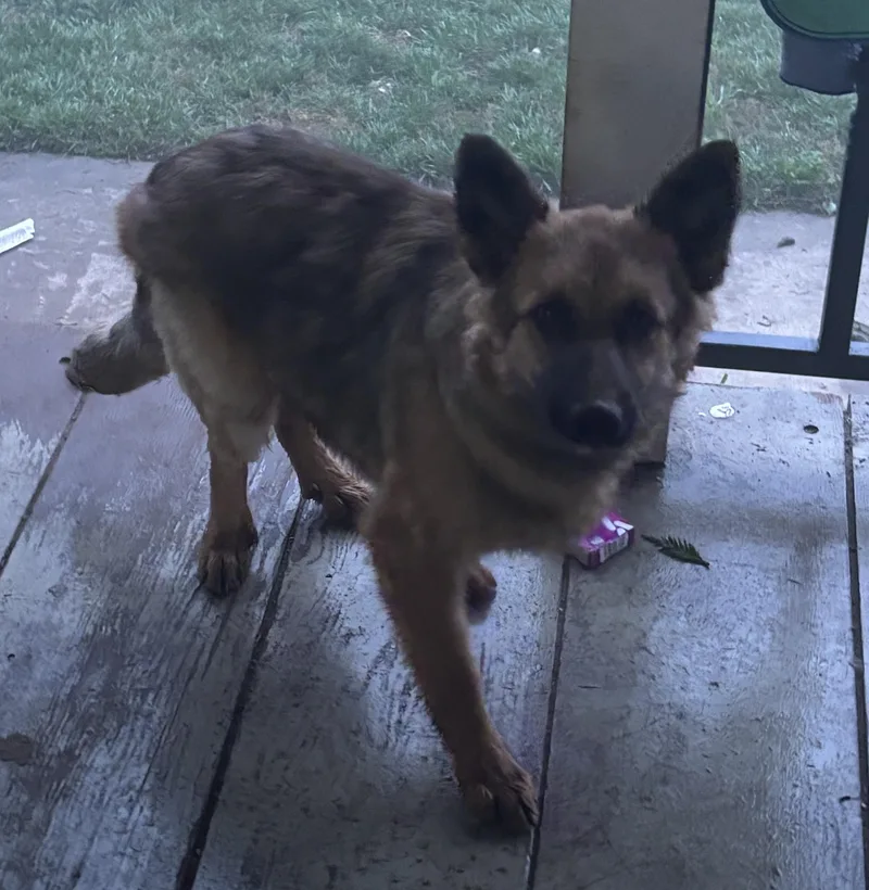 An adult medium-sized male Bicolor German Shepherd Dog dog named Benji for adoption in Atwater, CA
