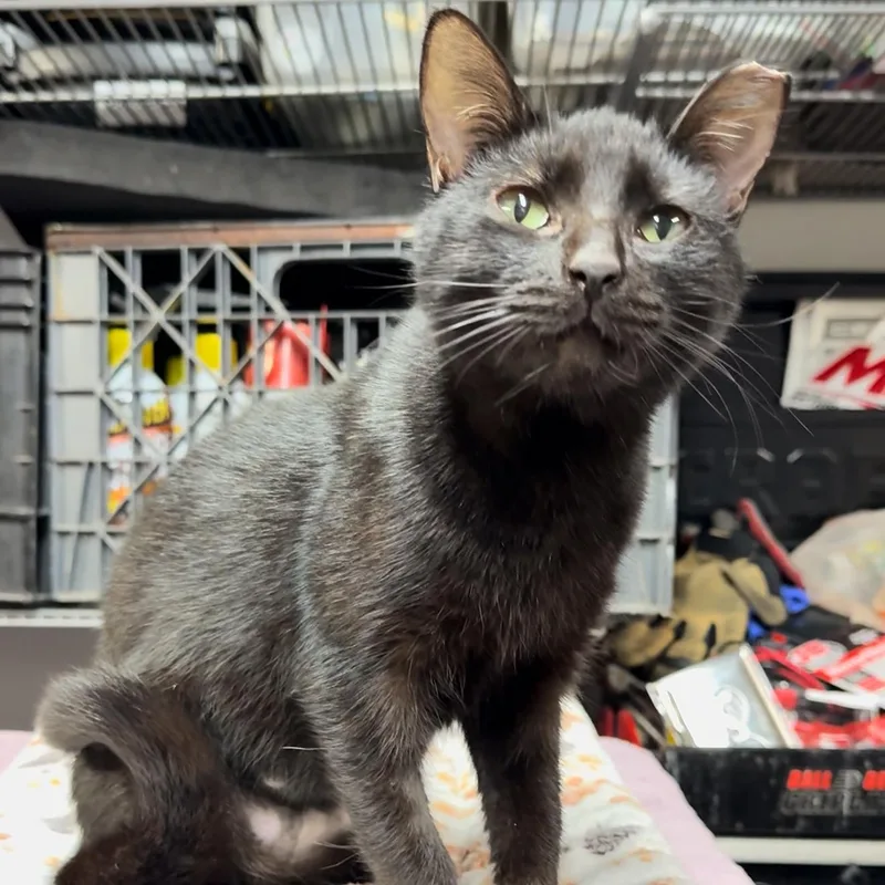 A young medium-sized female Black Domestic Short Hair cat named Astra for adoption in Miami, FL