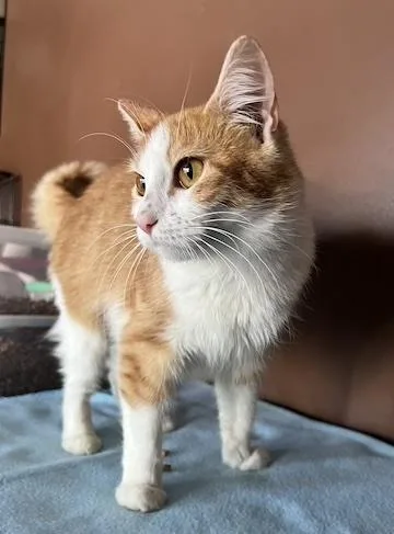 A young medium-sized female Orange & White Domestic Short Hair cat named Delilah for adoption in Minneapolis, MN