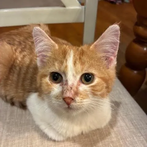 A young medium-sized male Orange & White Domestic Short Hair cat named Diego for adoption in Minneapolis, MN