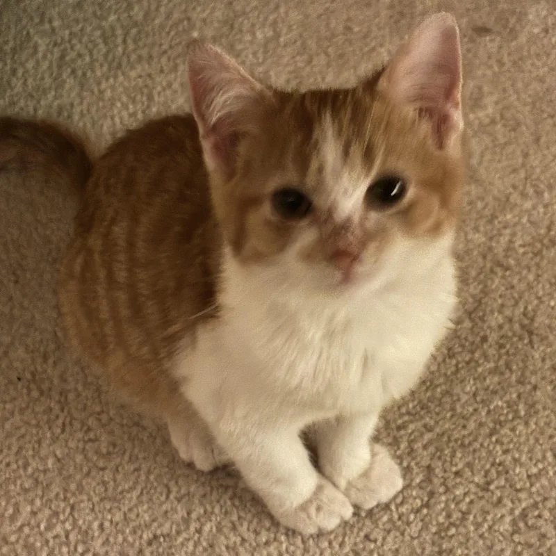 A young medium-sized female Orange & White Domestic Short Hair cat named Doja for adoption in Minneapolis, MN