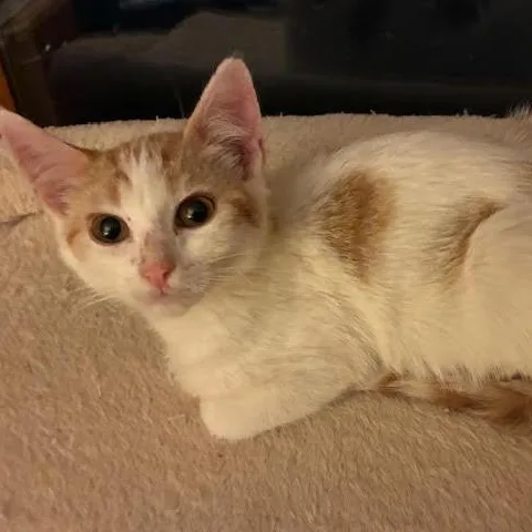 A young medium-sized female Orange & White Domestic Short Hair cat named Dottie for adoption in Minneapolis, MN