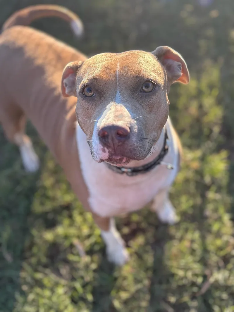 An adult medium-sized female Red / Chestnut / Orange Boxer dog named Demi for adoption in Calera, AL