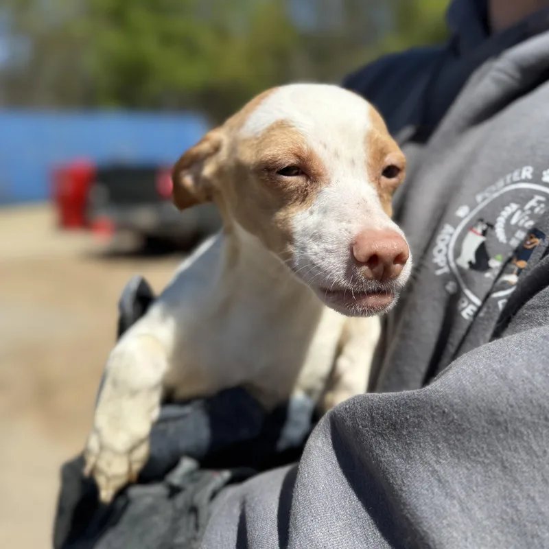 Clavicle thumbnail 2