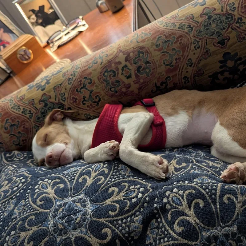 Clavicle thumbnail 3