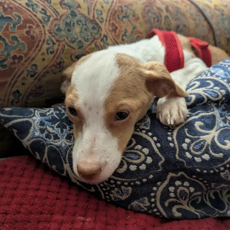 Clavicle thumbnail 6