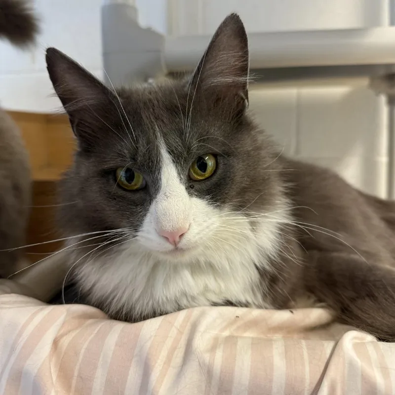 An adult medium-sized male Gray / Blue / Silver Domestic Medium Hair cat named Rocky Road for adoption in Gloucester, VA