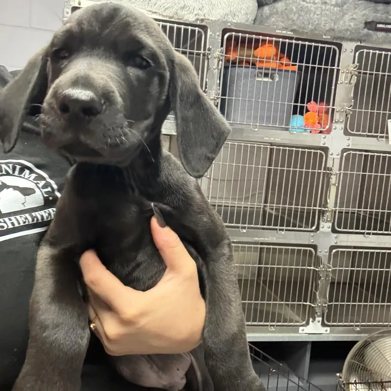 A baby large-sized male Black Hound dog named Pierce for adoption in Middleburg, FL