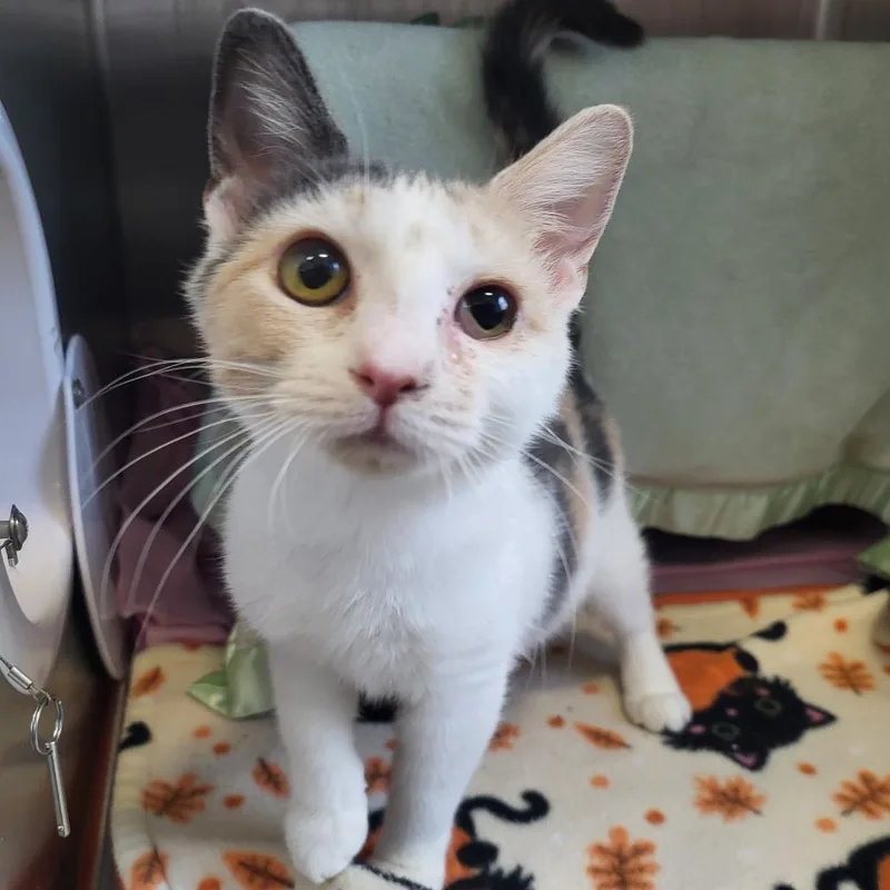 An adult medium-sized female Domestic Short Hair cat named Anna for adoption in Fort Wayne, IN
