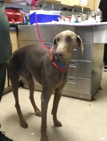 An adult large-sized male Doberman Pinscher dog named Brownie for adoption in Riverside, CA