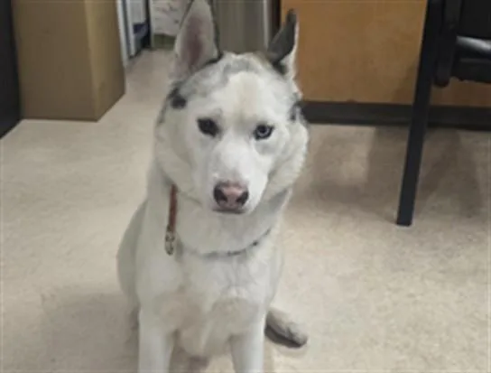 A young large-sized male Siberian Husky dog named Ray for adoption in San Pedro, CA