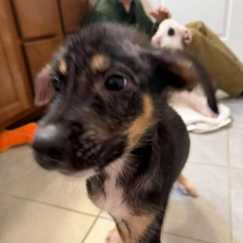 A baby medium-sized male White / Cream Mixed Breed dog named Bobby for adoption in Fredericksburg, VA