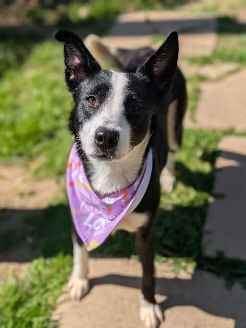 An adult medium-sized female White / Cream Border Collie dog named Luna for adoption in Fort Worth, TX
