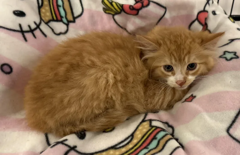 A baby small-sized male Tabby (Orange / Red) Domestic Medium Hair cat named Habanero for adoption in Seaford, NY