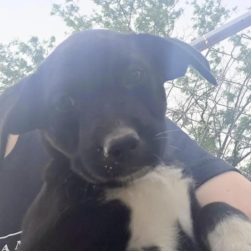 A baby medium-sized female Black German Shepherd Dog dog named Kahlua for adoption in Midland, TX
