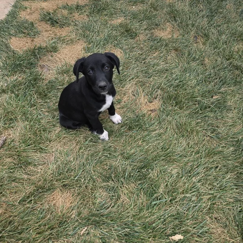 Kahlua thumbnail 2