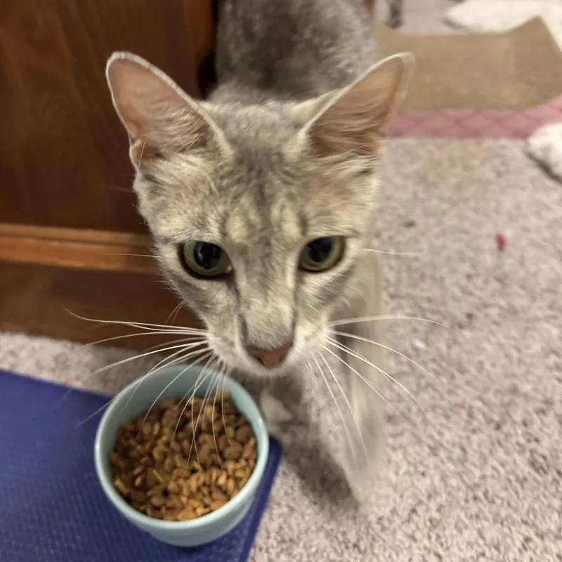 An adult medium-sized female Domestic Short Hair cat named Belle for adoption in Kyle, TX