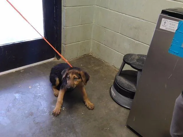 A baby small-sized female German Shepherd Dog dog named Fern for adoption in Tulsa, OK