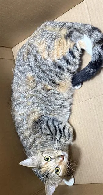 An adult large-sized female Domestic Short Hair cat named Judy for adoption in San Antonio, TX