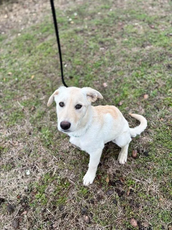 Rumchata thumbnail 2