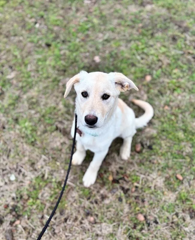 Rumchata thumbnail 3