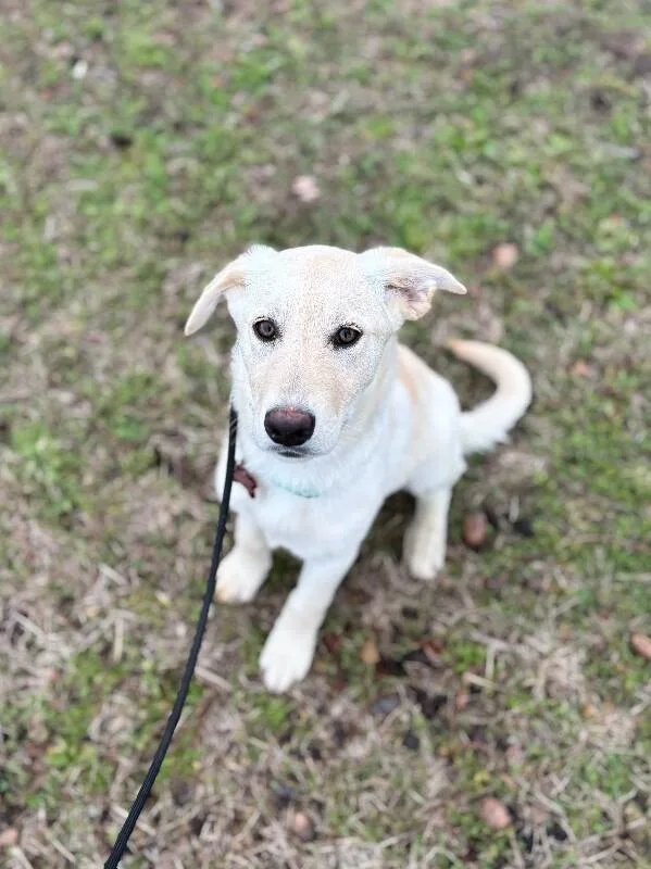 Rumchata thumbnail 4