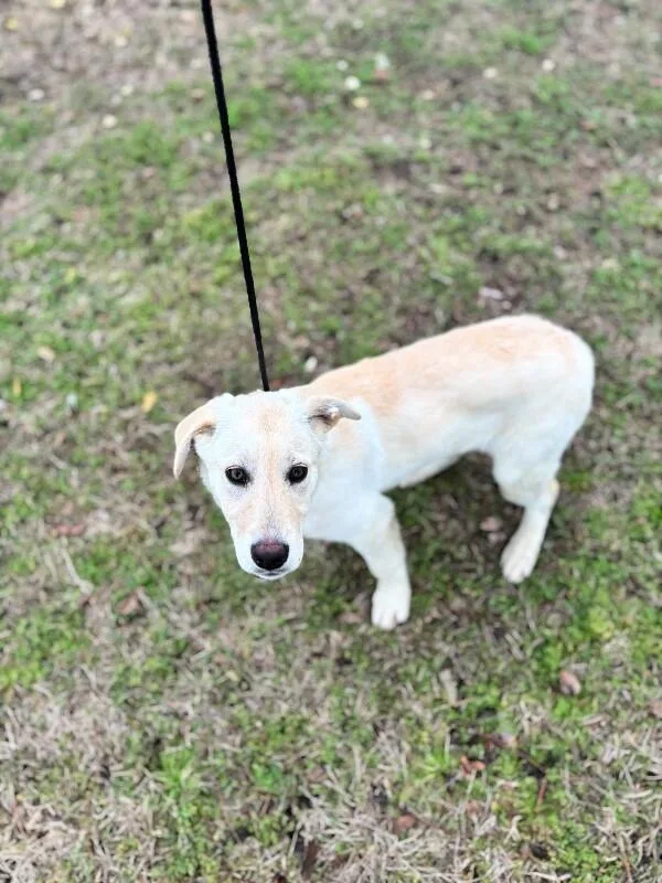 Rumchata thumbnail 5