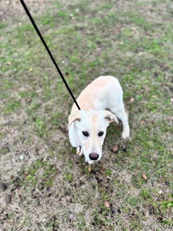 Rumchata thumbnail 6