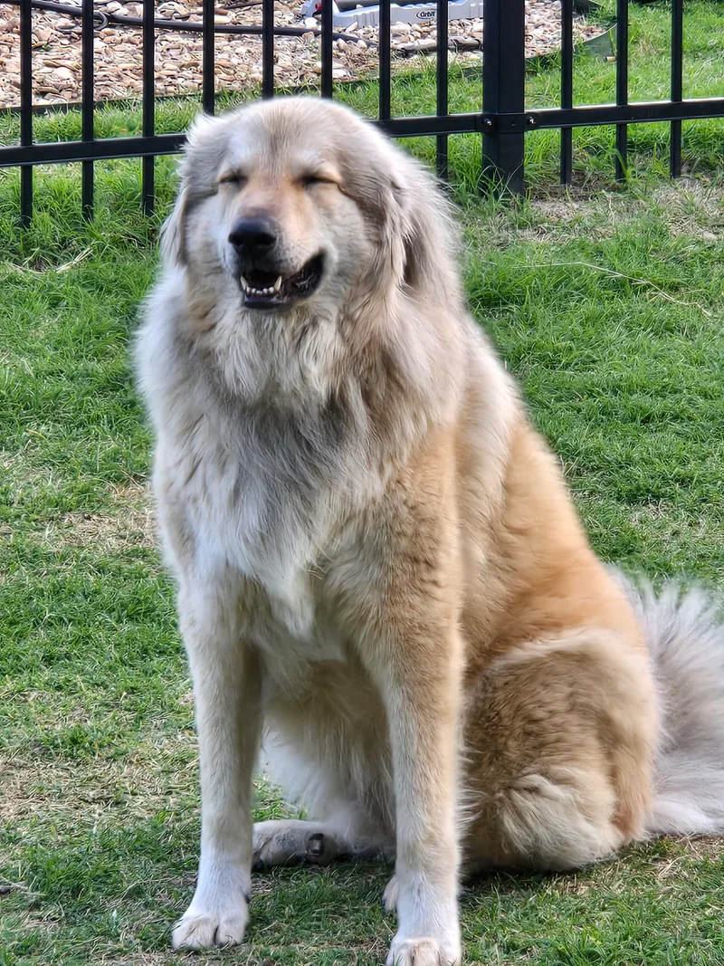 An adult large-sized female Great Pyrenees dog named Baileymedical Hold for adoption in Cushing, OK