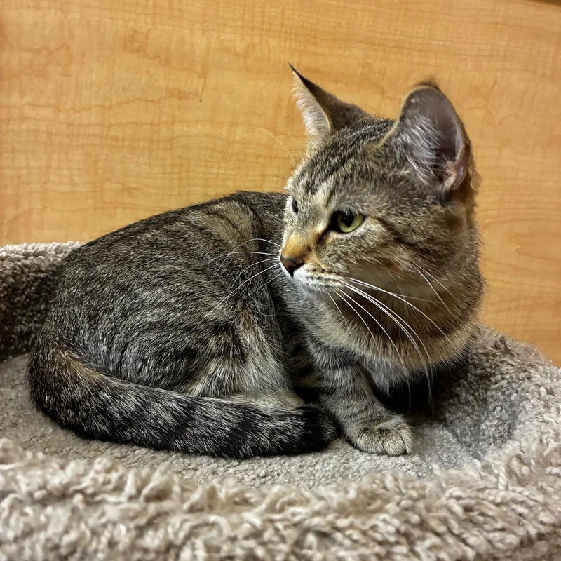 A young medium-sized female Tabby (Brown / Chocolate) Domestic Short Hair cat named Bianca for adoption in Barrington Hills, IL