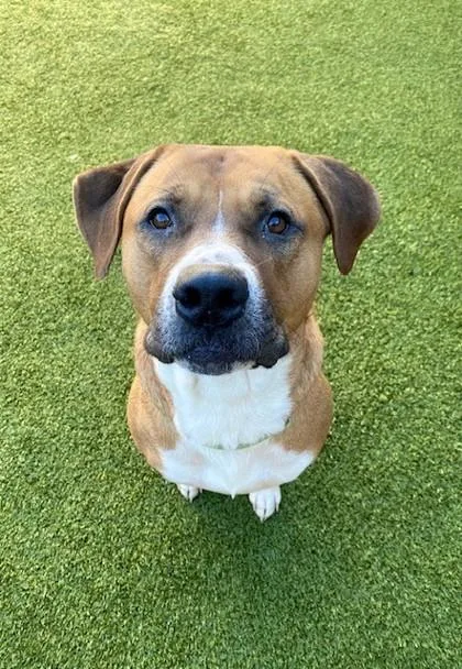 An adult large-sized female Mixed Breed dog named Bailey for adoption in Eugene, OR