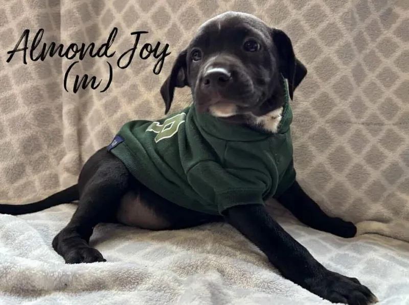 Almond Joy thumbnail 2