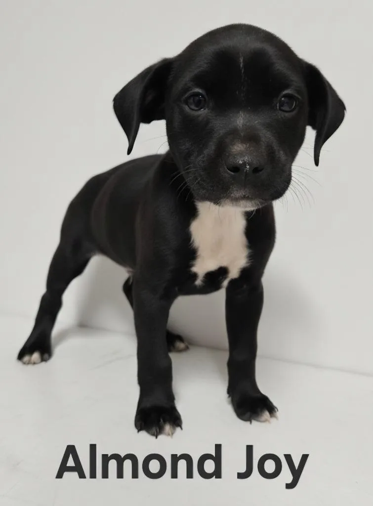 Almond Joy thumbnail 3