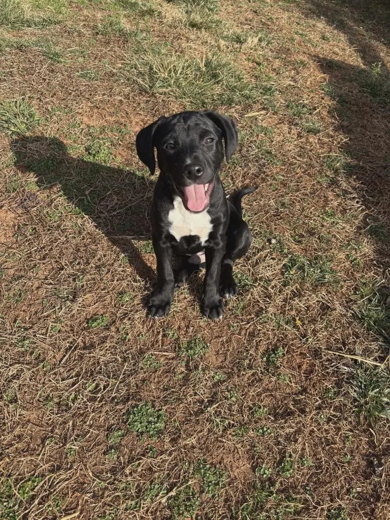 Almond Joy thumbnail 4