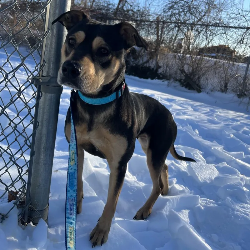 An adult medium-sized female Black Rottweiler dog named Sasha for adoption in Wilmington, DE