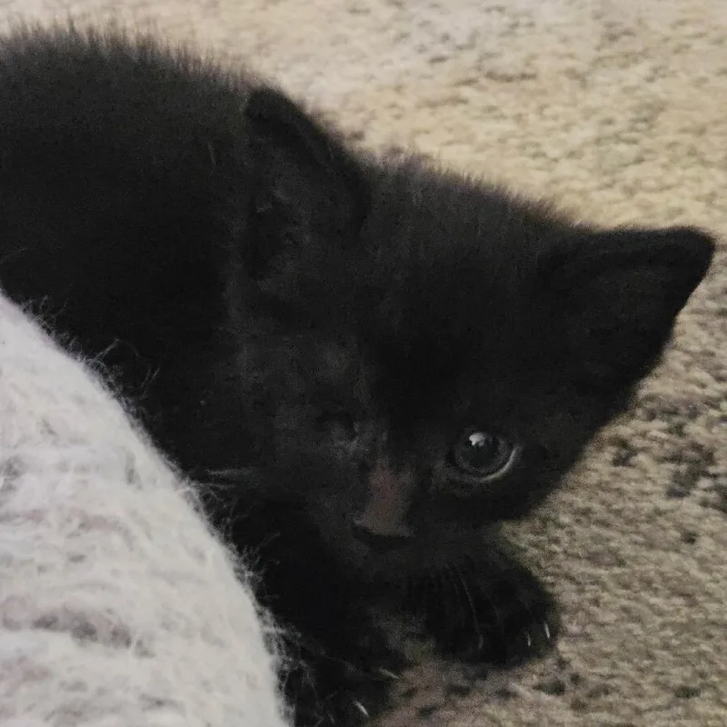A baby small-sized male Black Domestic Short Hair cat named Kodiak for adoption in San Gabriel, CA