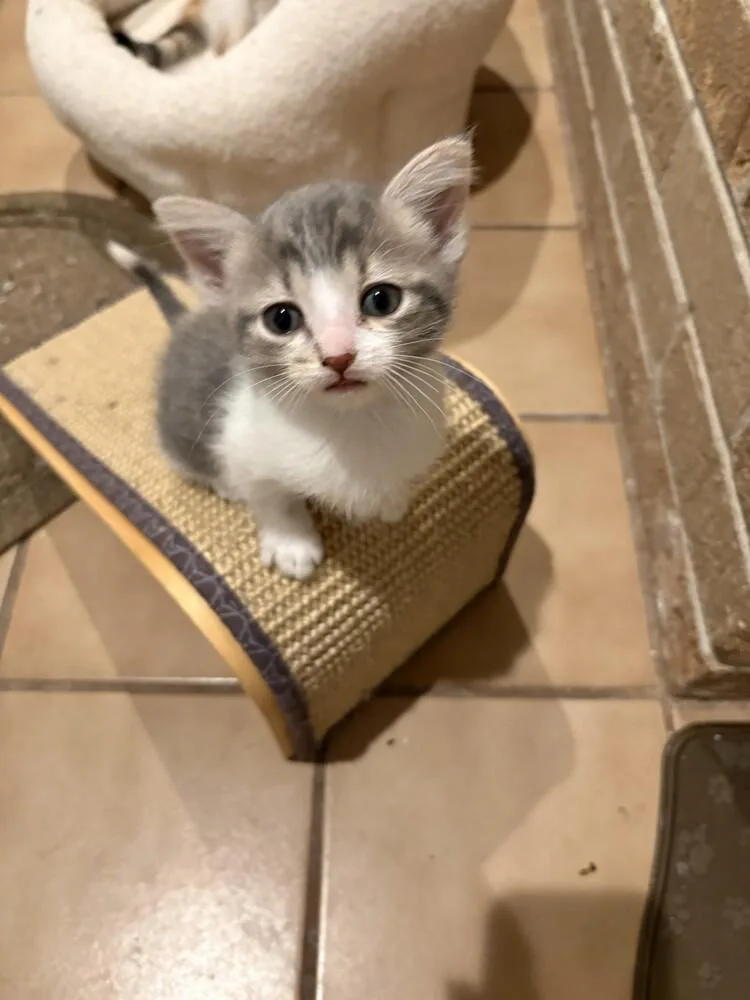 A baby small-sized female Gray & White Tabby cat named Blossom for adoption in Aurora, CO