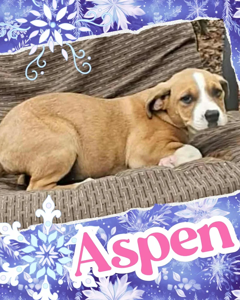 A young large-sized female Yellow / Tan / Blond / Fawn Australian Cattle Dog / Blue Heeler dog named Aspen for adoption in Ringwood, NJ