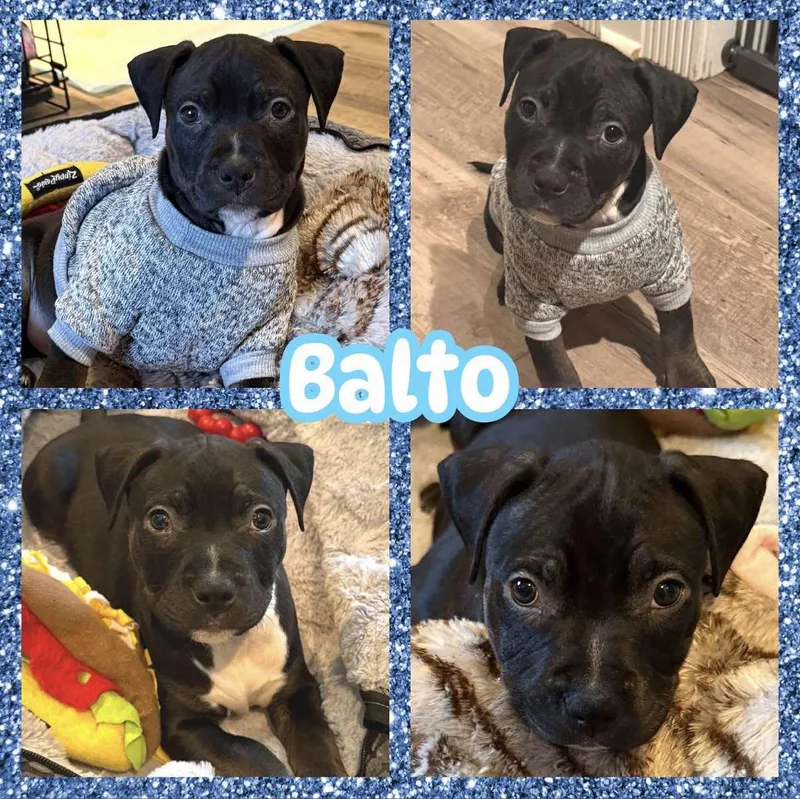 A baby medium-sized male Black Pit Bull Terrier dog named Balto for adoption in Ringwood, NJ