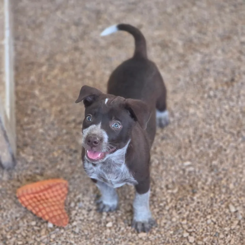 A baby medium-sized male Brown / Chocolate Australian Cattle Dog / Blue Heeler dog named Jack JuM for adoption in Austin, TX