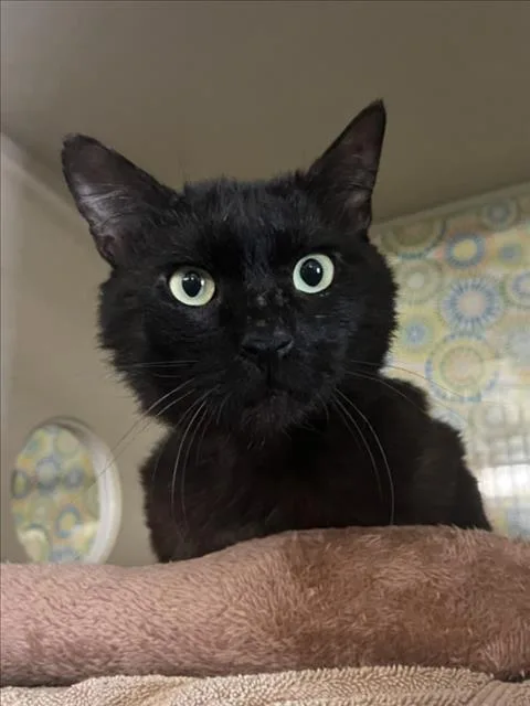 An adult medium-sized male Black Domestic Short Hair cat named James for adoption in Woodland, CA