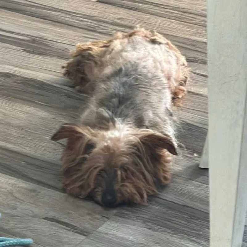 An adult small-sized male Gray / Blue / Silver Yorkshire Terrier dog named Eddie for adoption in Farmersville, OH